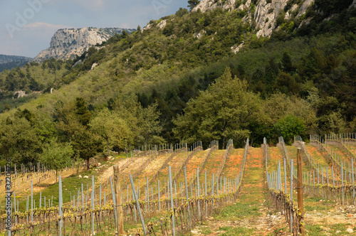 vignes à Trets en Provence photo