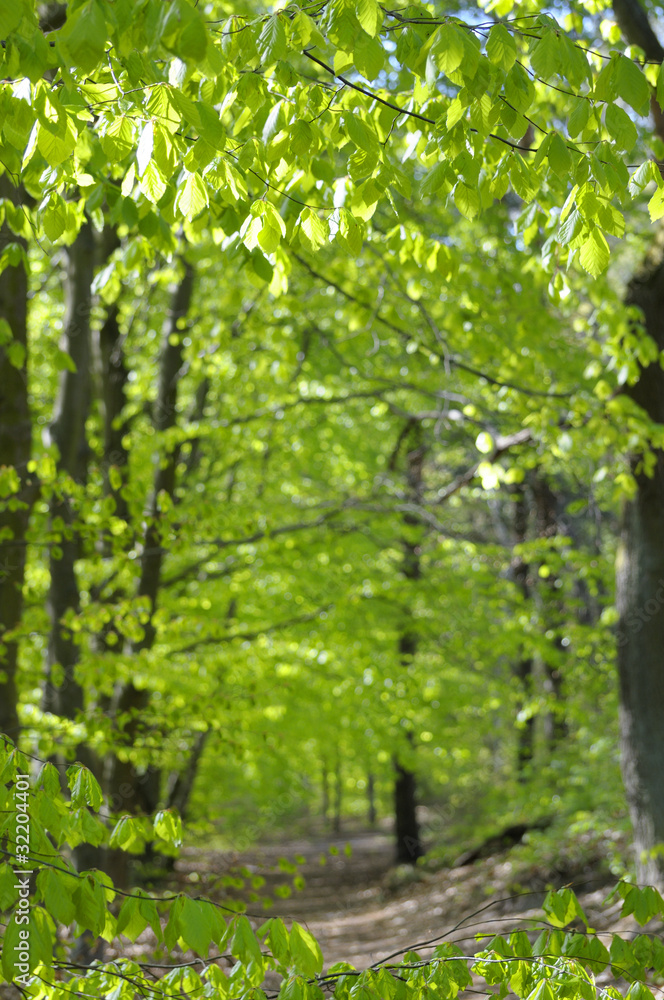Weg durch Buchenwald in Frühlingsstimmung Weg durch Buchenwald in Frühlingsstimmung