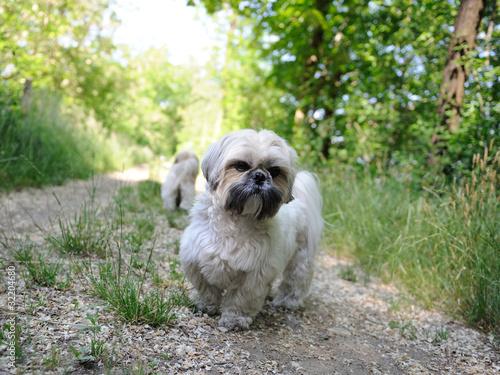 Cute funny shih tzu breed dog outdoors on green forest