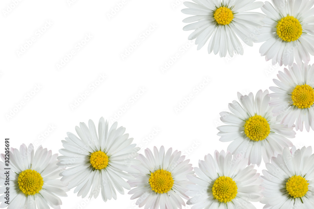 daisies frame