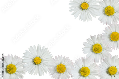 daisies frame