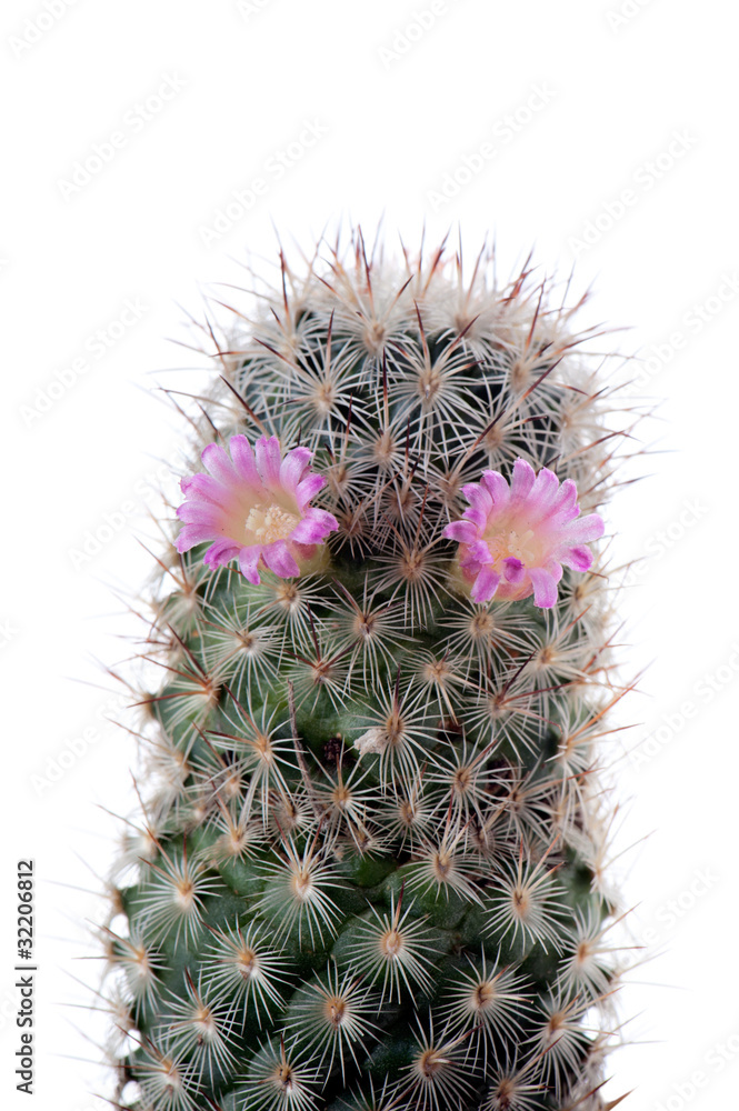 cactus flowered on white background cactus flowered on white background
