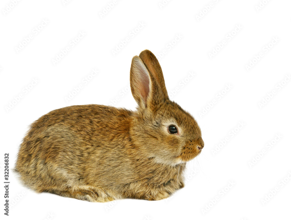 Obraz premium fluffy grey rabbit