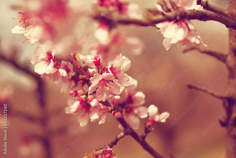 Obraz premium Cherry flowers on tree.