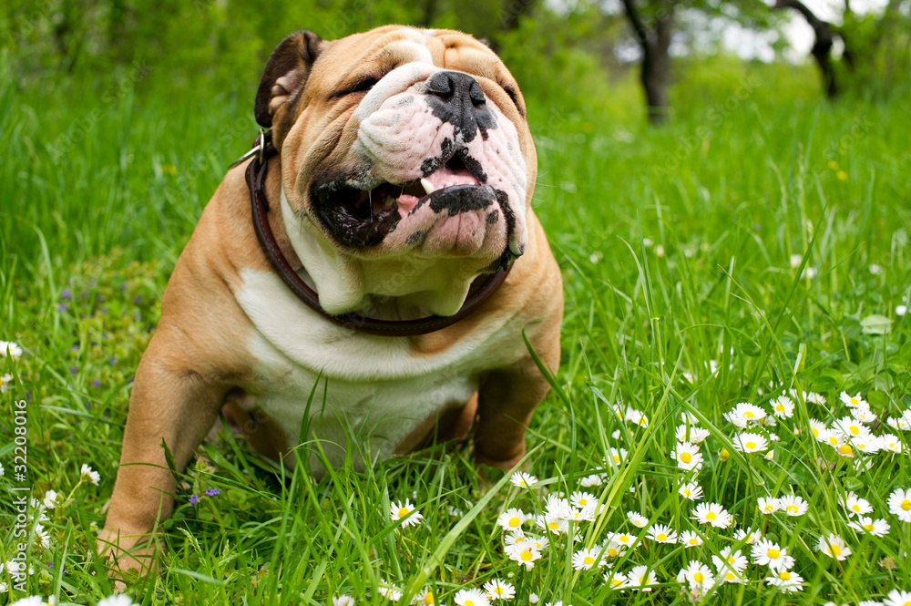 English Bulldog English Bulldog