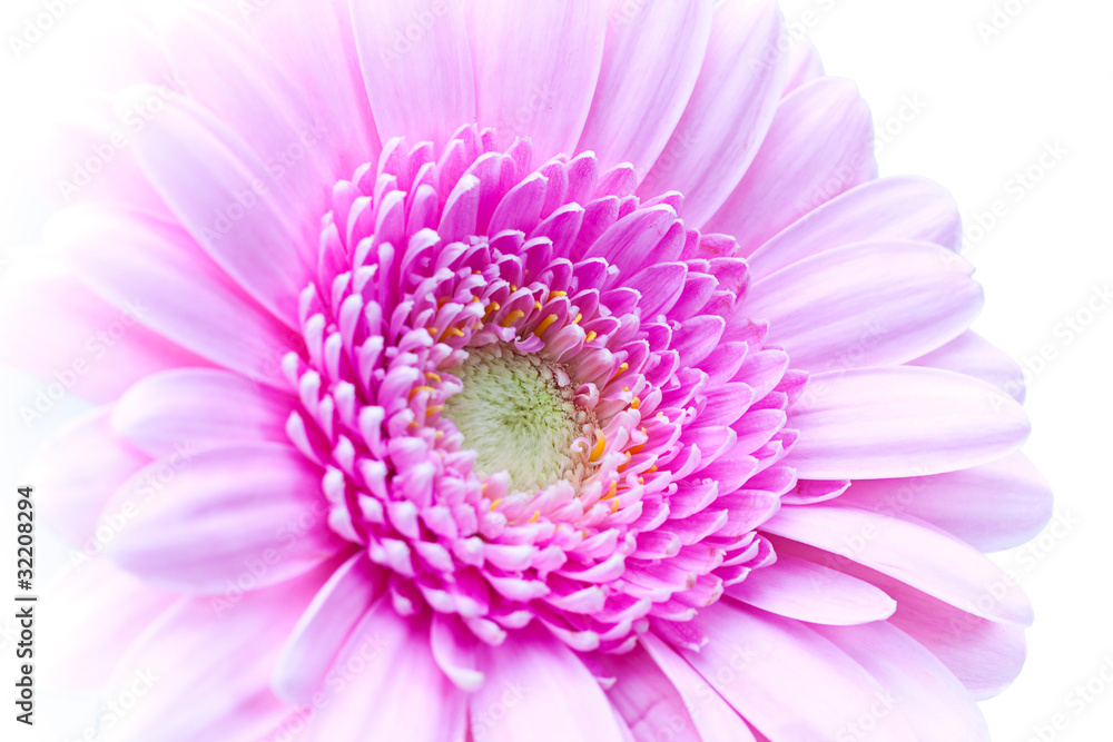 gerbera gerbera