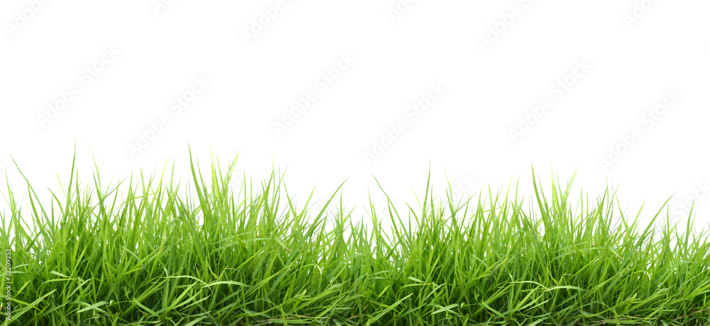 Naklejka premium świeża zielona trawa