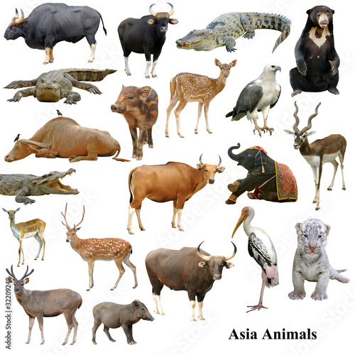asian animals collection isolated