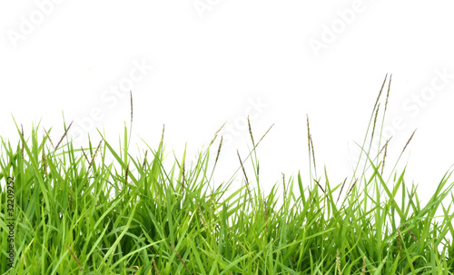 fresh spring green grass © anankkml
