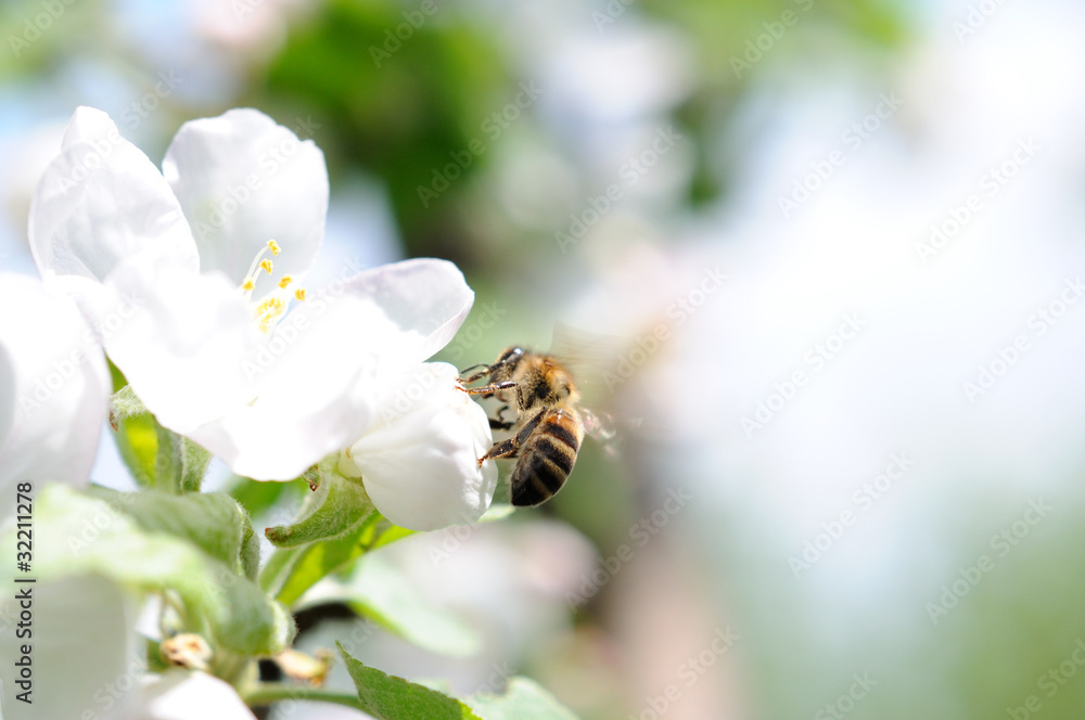 Bee on apple flower Bee on apple flower