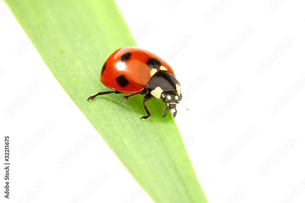 ladybug on grass