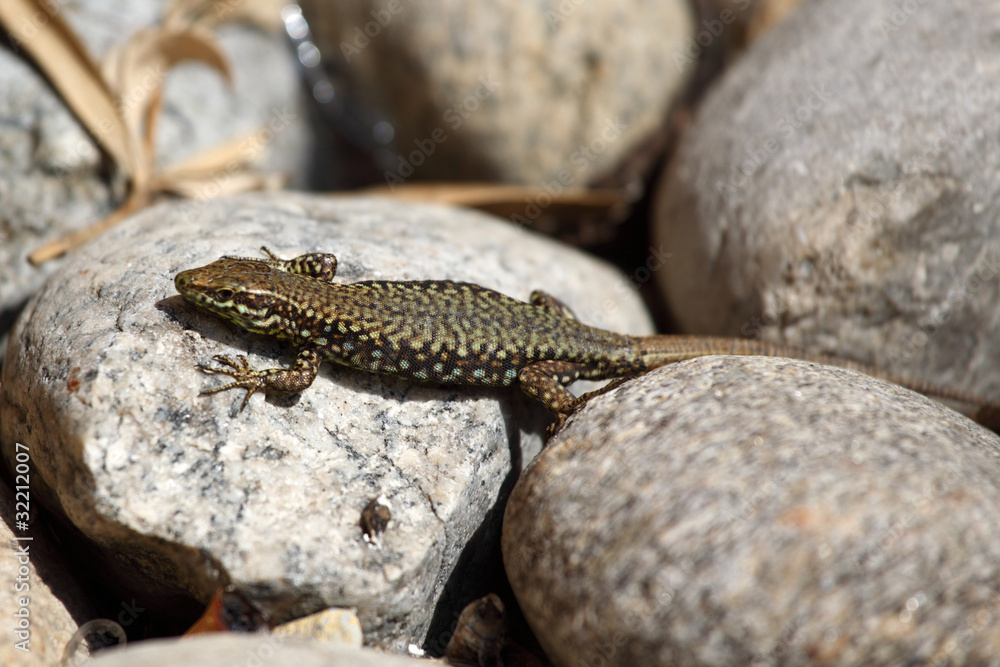 lizard lizard