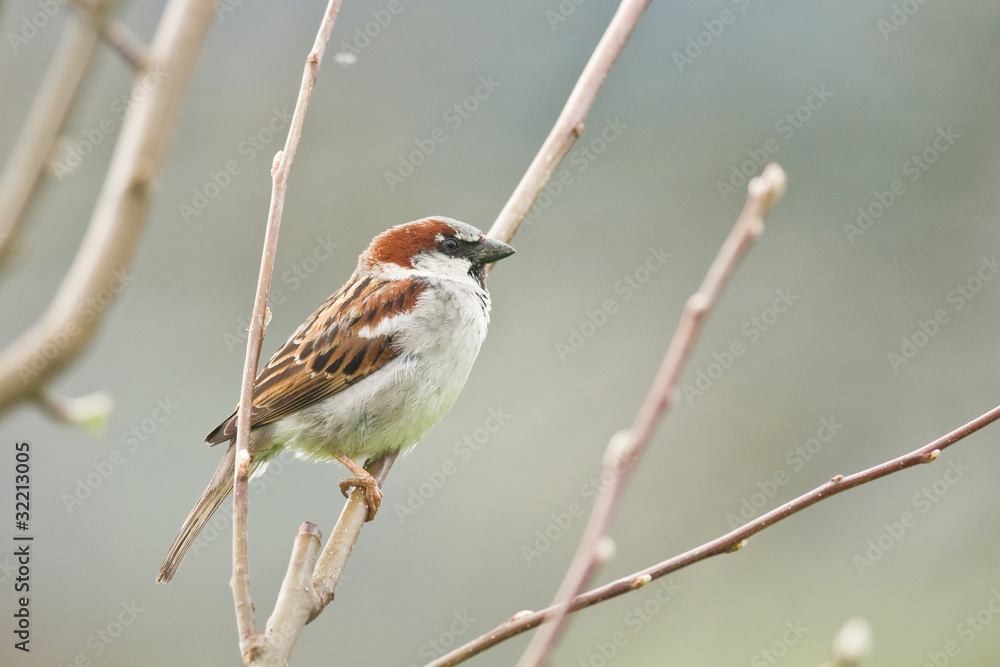 sparrow sparrow