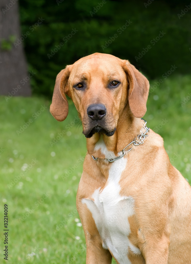 Rhodesian Ridgeback