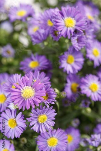 Chrysanthemum Flowers