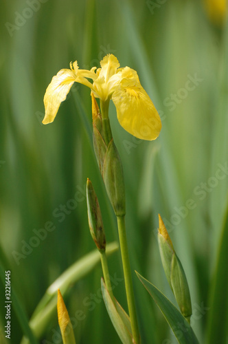 Iris pseudacorus
