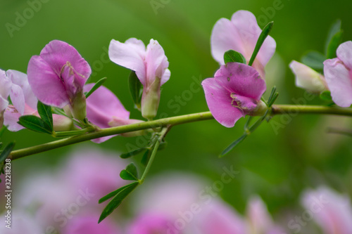 Ast mit violetten Blüten