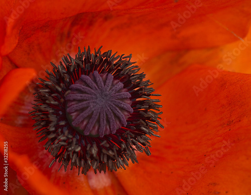 Fototapeta Naklejka Na Ścianę i Meble -  coeur de pavot