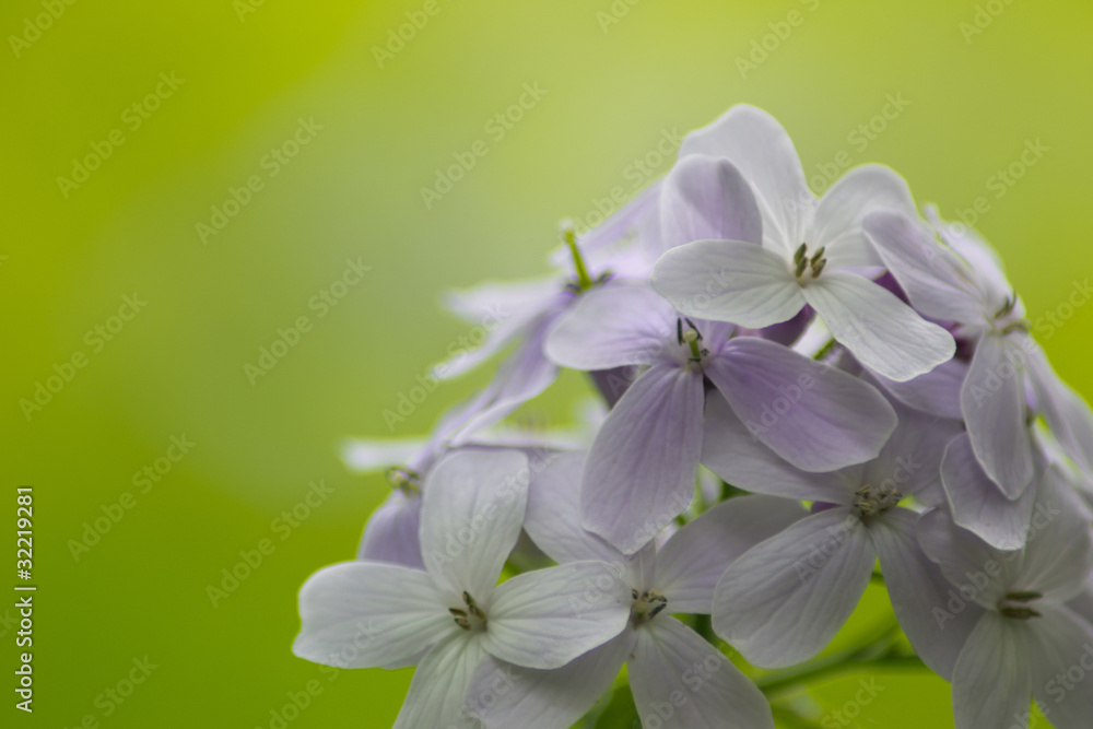 Fliederblüte Fliederblüte
