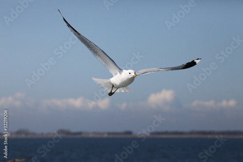 Seagull With Horizon (Bokeh)