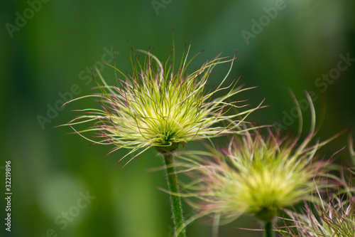 Abstrakte Blüte