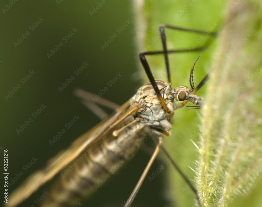 Tipulidae