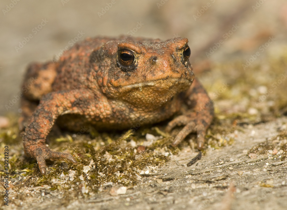 Bufo bufo