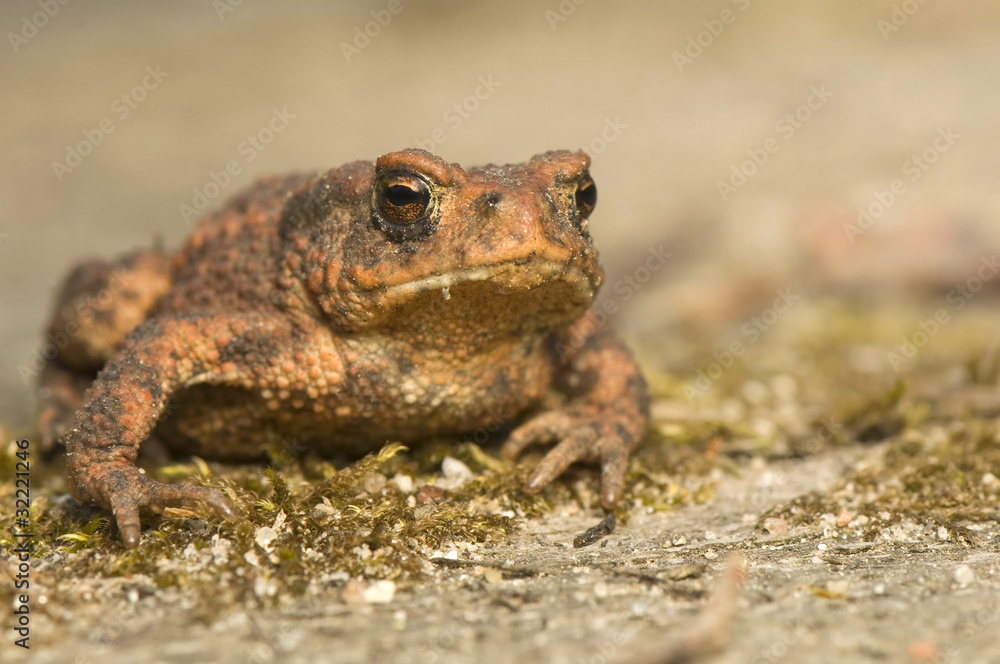 Bufo bufo Bufo bufo