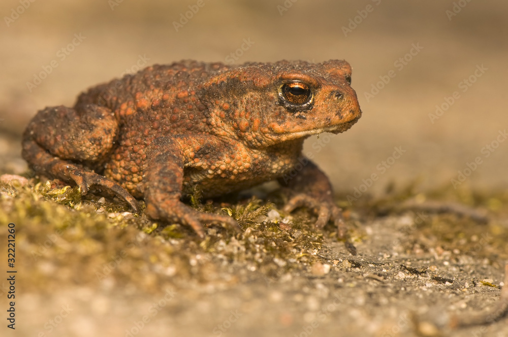 Obraz premium Bufo bufo