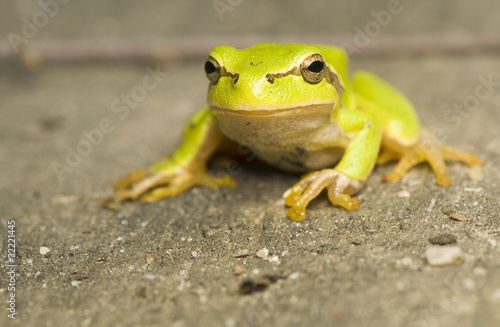 Hyla arborea