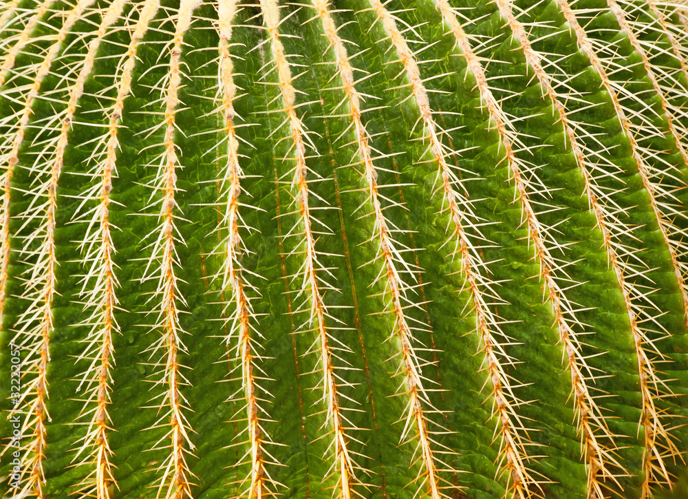 natural floral cactus background natural floral cactus background