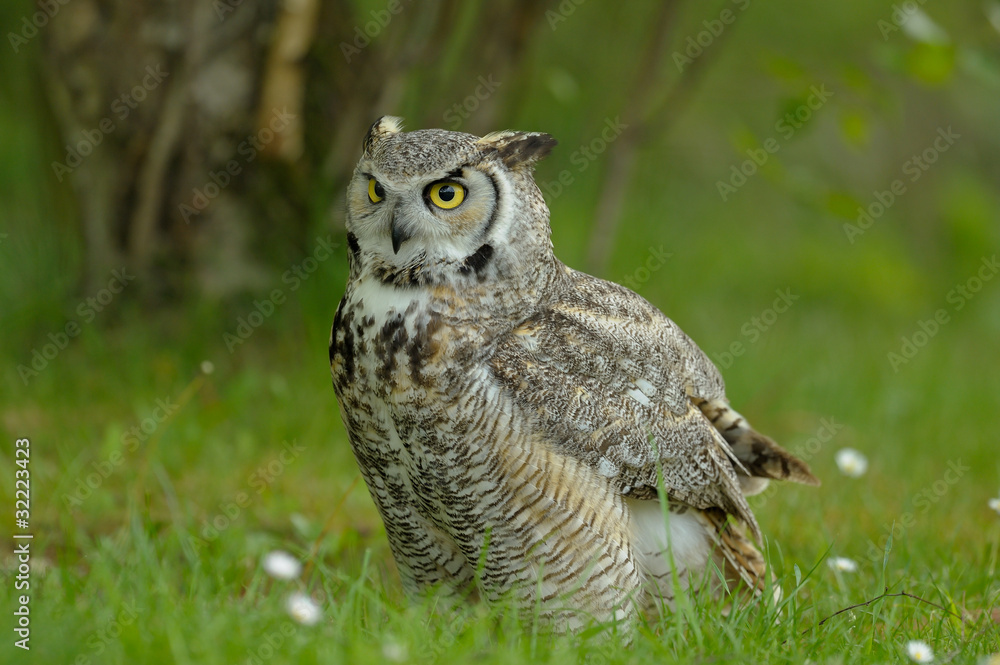 Fototapeta premium hibou