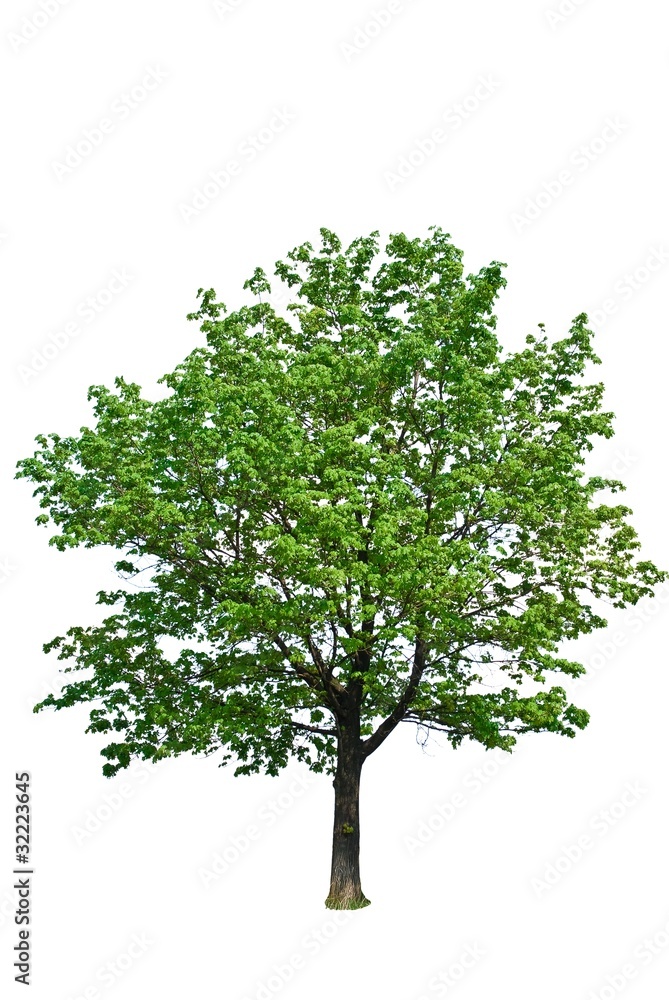 green tree isolated on a white background