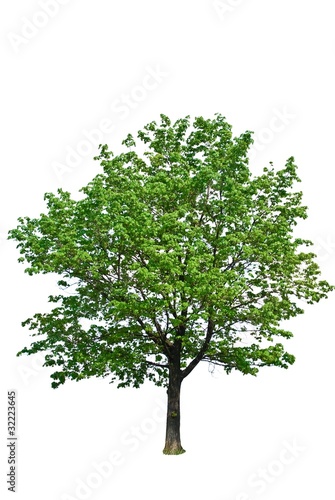 green tree isolated on a white background