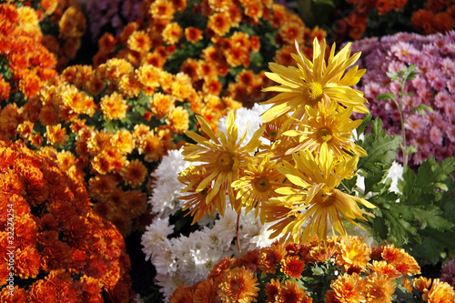 herbstblumen photo