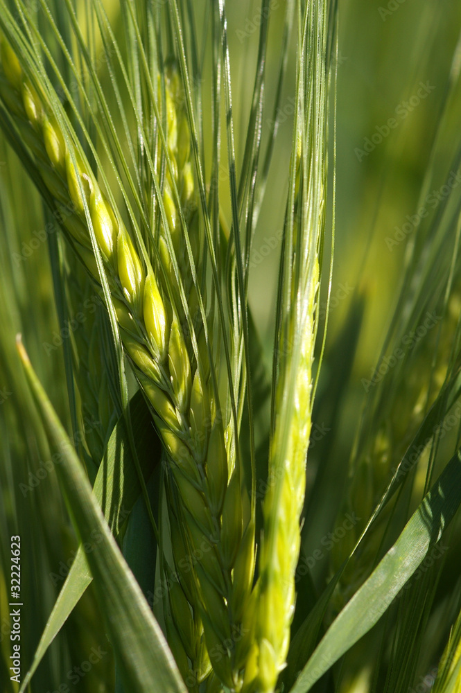 Epis de blé Epis de blé