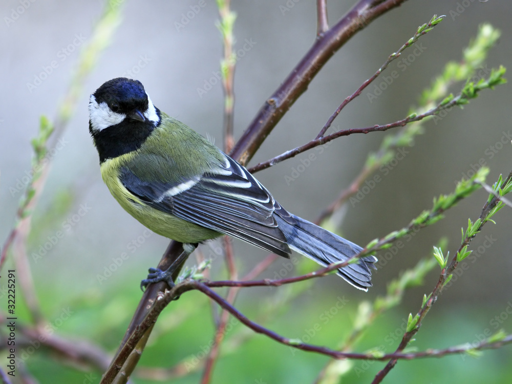 Obraz premium Great tit on branch posing