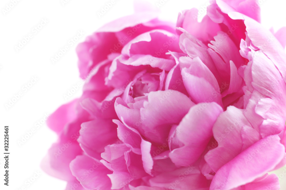Obraz premium Pink Peony