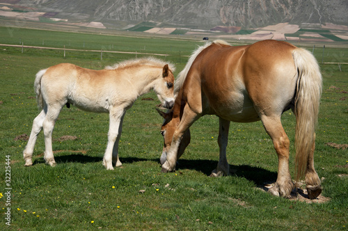 Mamma cavallo con il figlio