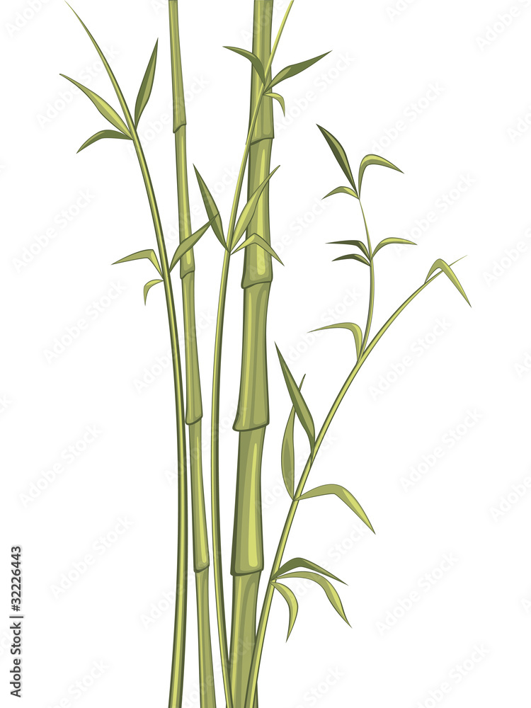 Obraz premium Bamboo