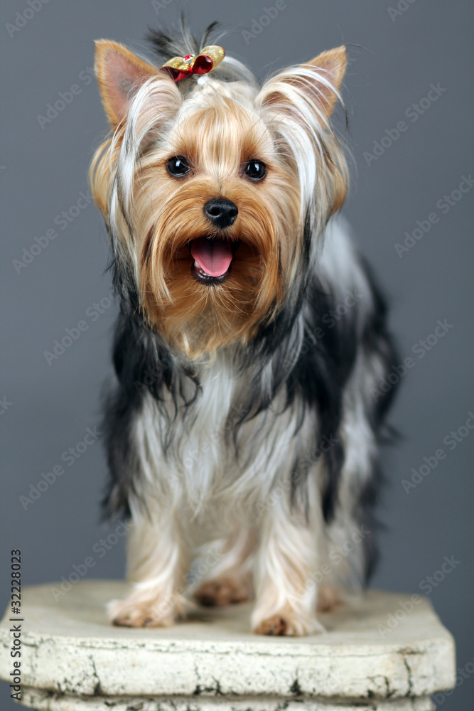 Yorkshire Terrier isolated on grey Yorkshire Terrier isolated on grey