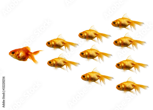 gold fish following
