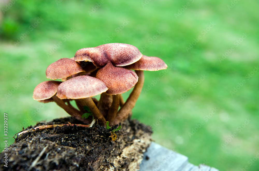 Fototapeta premium mushroom