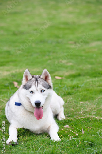 Alaskan Malamute dog lying on lawn