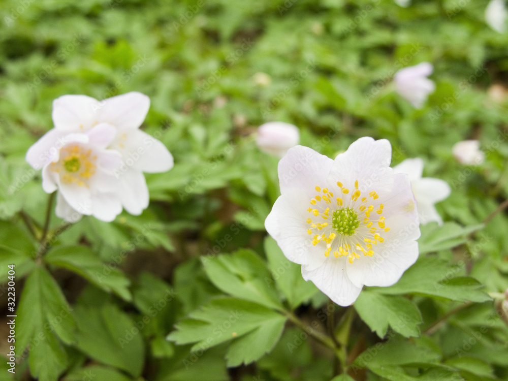 Obraz premium wood anemone