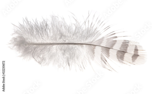 light striped feather isolated on white