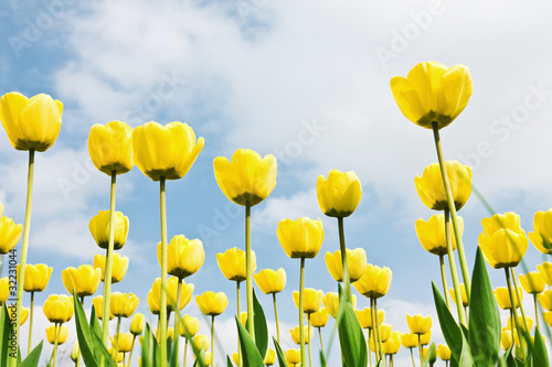 Fototapeta Naklejka Na Ścianę i Meble -  yellow tulips in a field