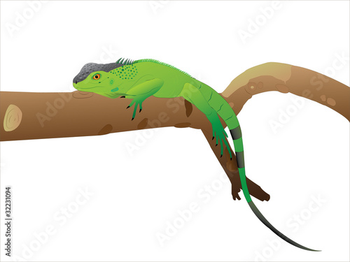 The having a rest Iguana.