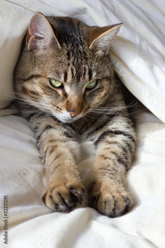 chat dans le lit