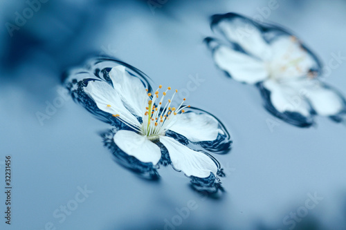 Spring flowers in water